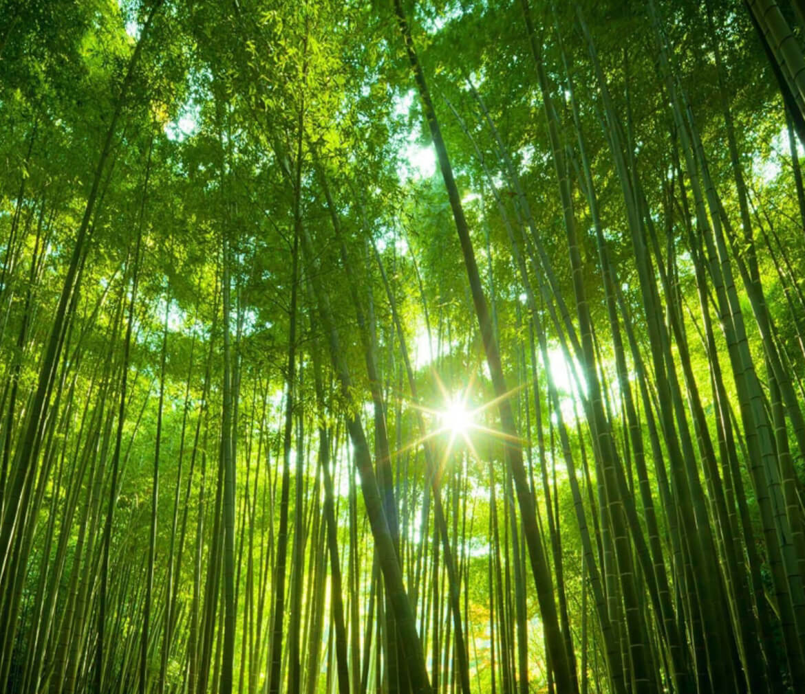 Bamboo-forrest Bamboo-forrest