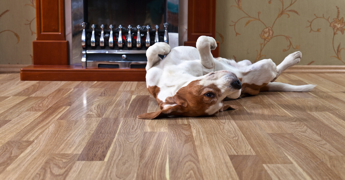 Laminate Care Maintenance Carpet, Do Dogs Scratch Laminate Floors