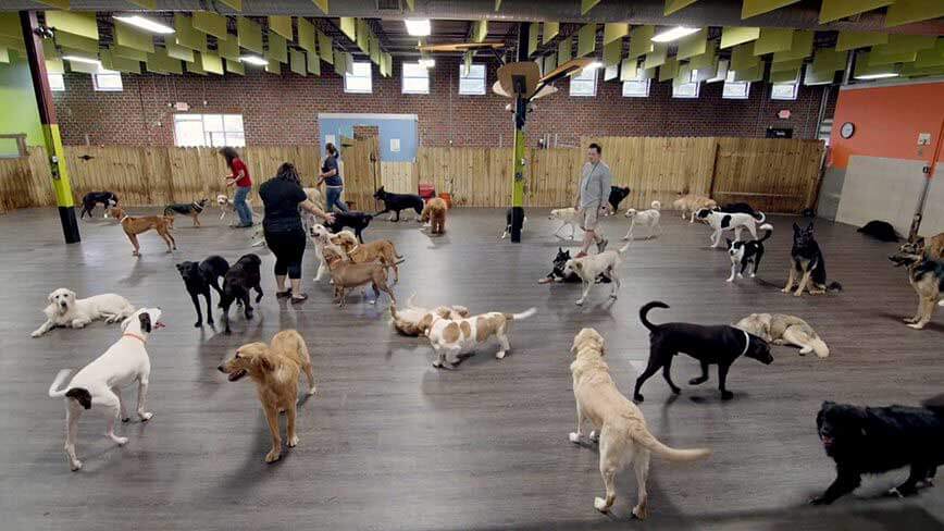 flooring-for-dogs-petprotect